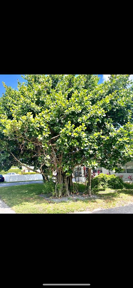 clusia-rosea-pitch-apple-autograph-tree