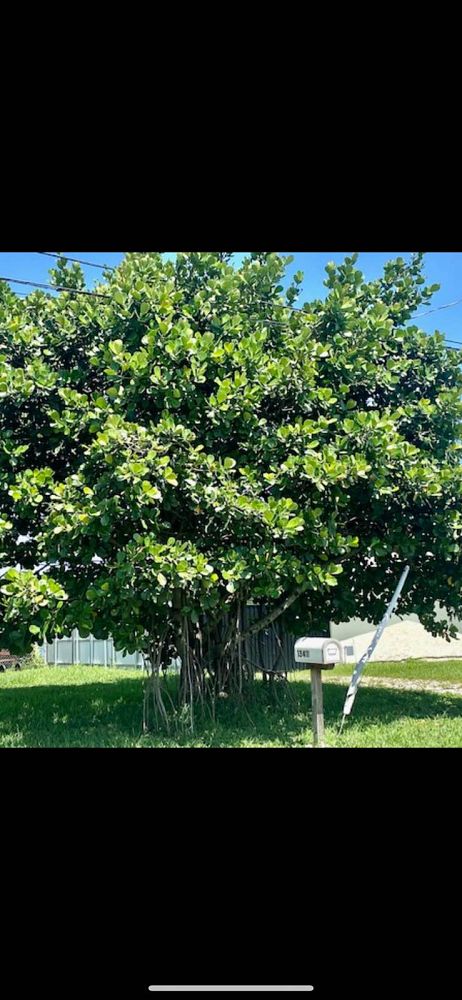 clusia-rosea-pitch-apple-autograph-tree