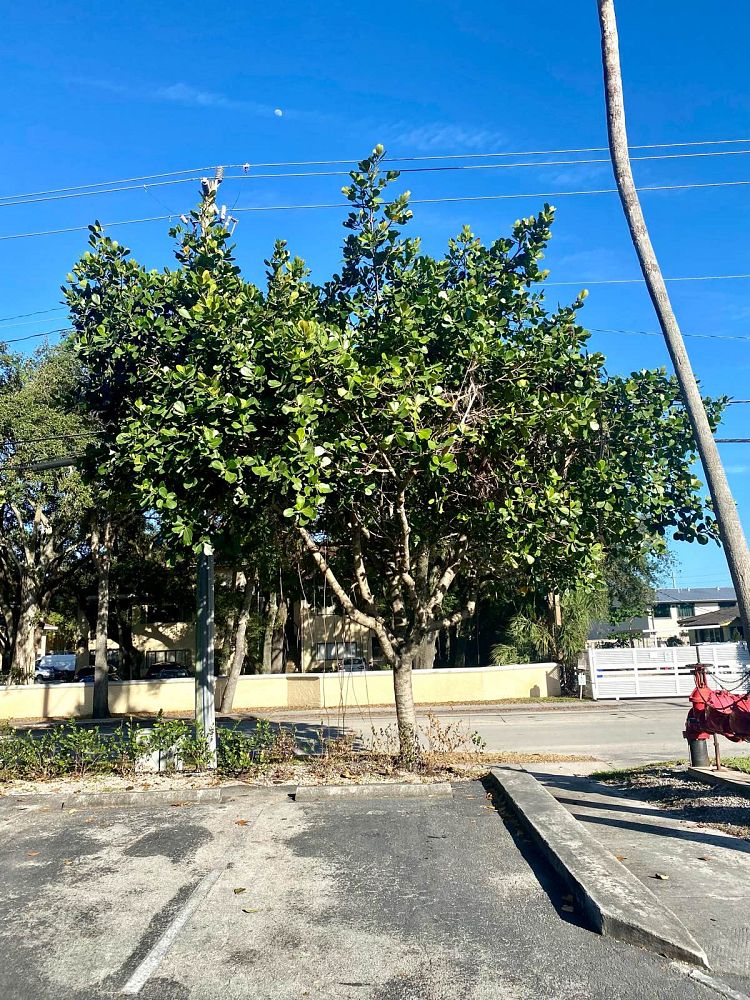 clusia-rosea-pitch-apple-autograph-tree