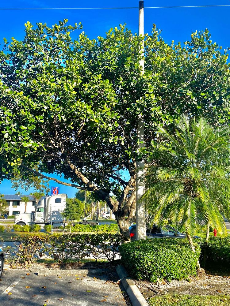 clusia-rosea-pitch-apple-autograph-tree
