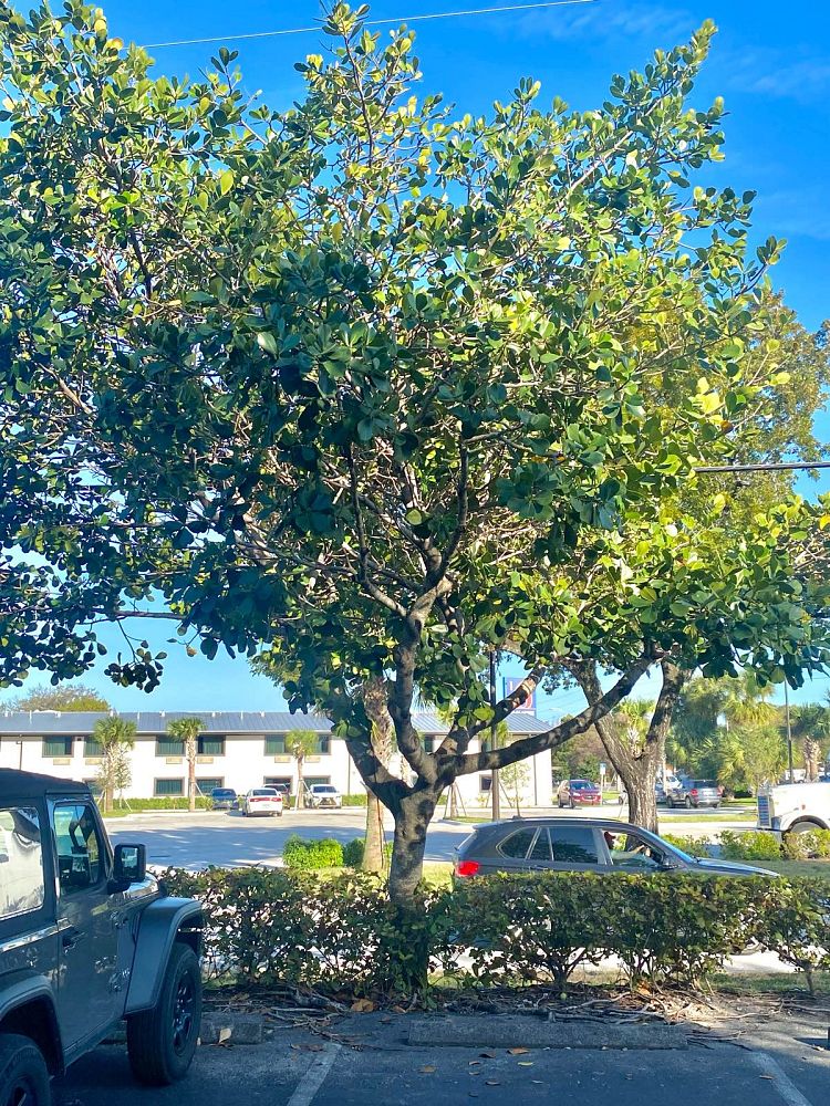 clusia-rosea-pitch-apple-autograph-tree