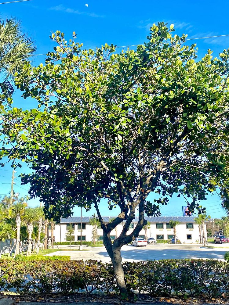 clusia-rosea-pitch-apple-autograph-tree