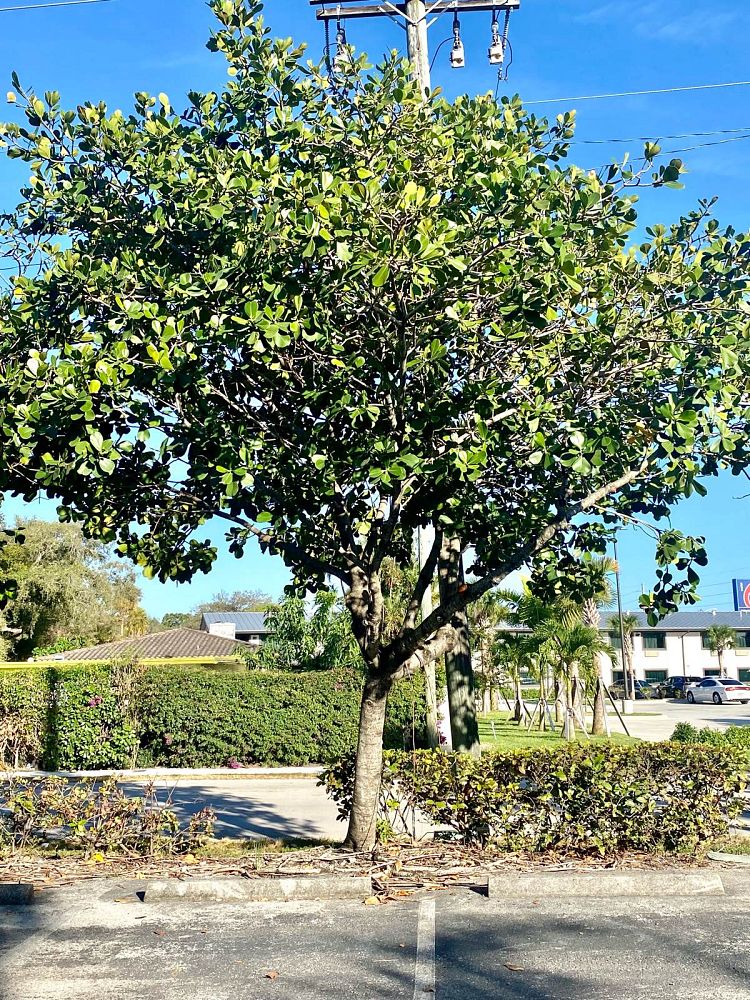 clusia-rosea-pitch-apple-autograph-tree