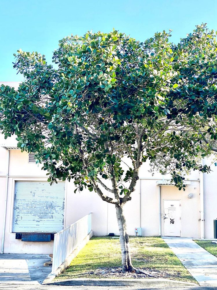 clusia-rosea-pitch-apple-autograph-tree