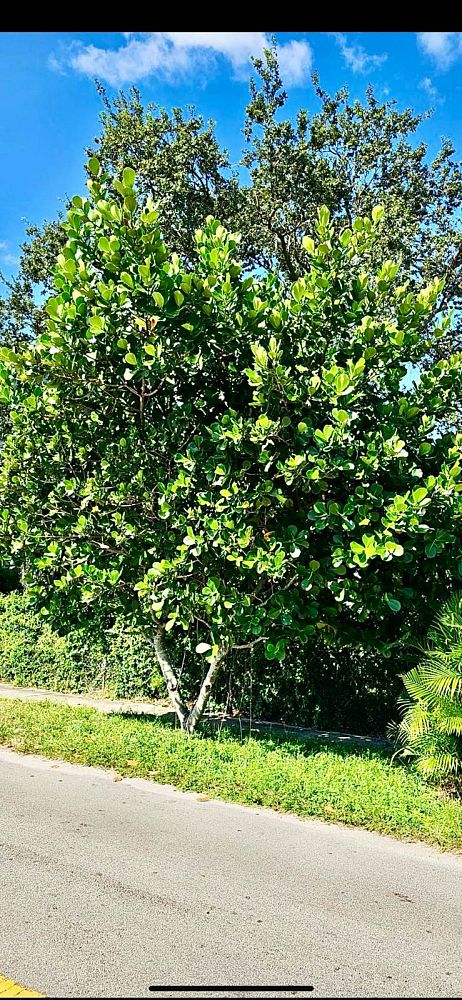 clusia-rosea-pitch-apple-autograph-tree