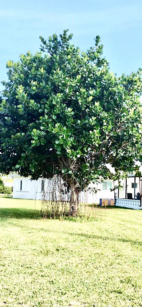 clusia-rosea-pitch-apple-autograph-tree