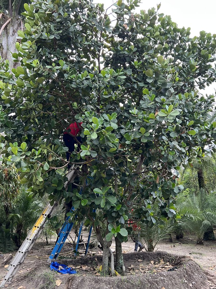clusia-rosea-pitch-apple-autograph-tree