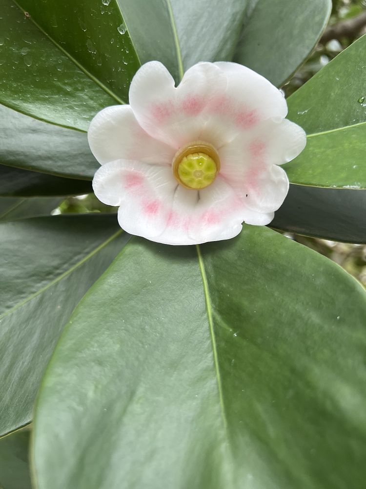 clusia-rosea-pitch-apple-autograph-tree