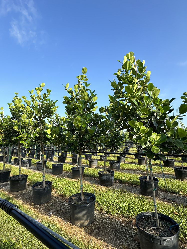 clusia-rosea-pitch-apple-autograph-tree