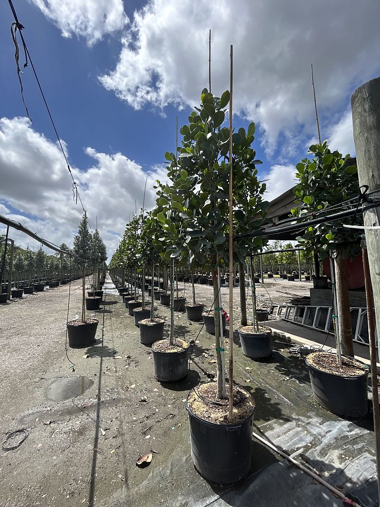 clusia-rosea-pitch-apple-autograph-tree