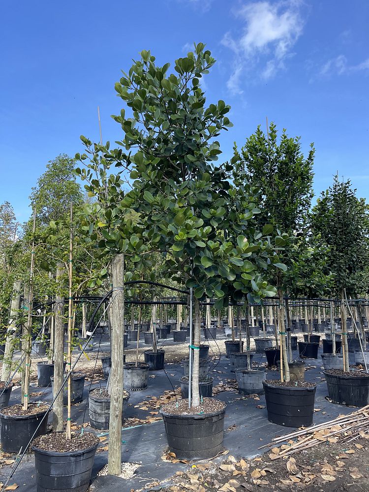 clusia-rosea-pitch-apple-autograph-tree