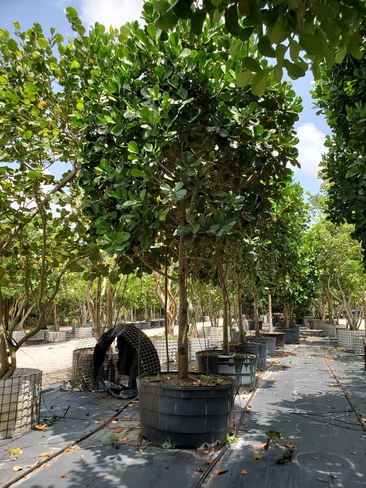 clusia-rosea-pitch-apple-autograph-tree