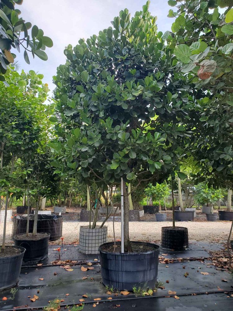 clusia-rosea-pitch-apple-autograph-tree