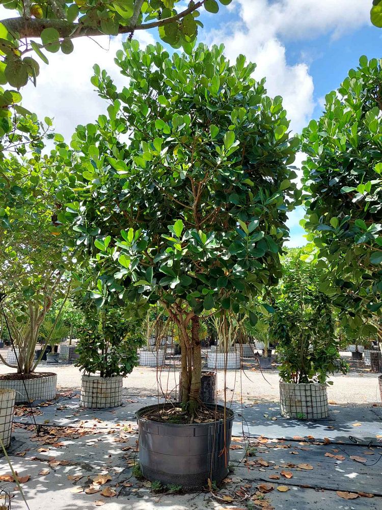 clusia-rosea-pitch-apple-autograph-tree