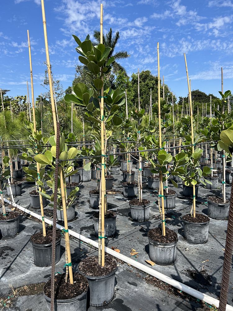 clusia-rosea-pitch-apple-autograph-tree
