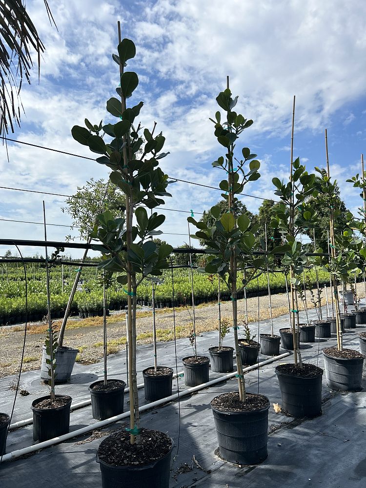 clusia-rosea-pitch-apple-autograph-tree