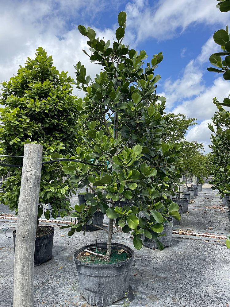 clusia-rosea-pitch-apple-autograph-tree