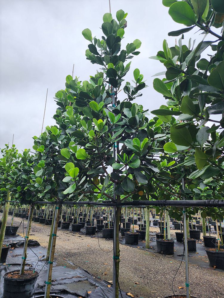 clusia-rosea-pitch-apple-autograph-tree