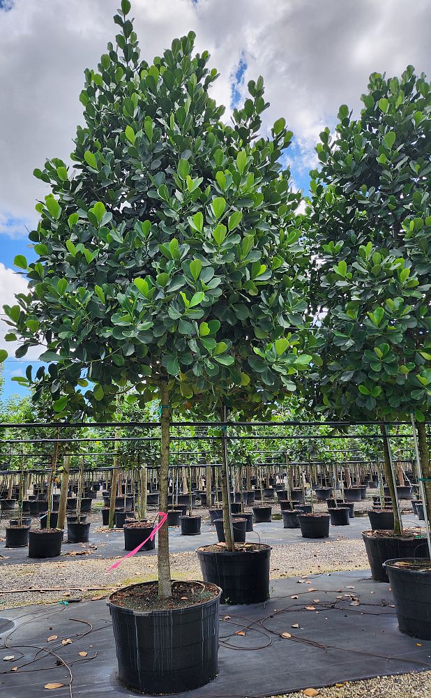 clusia-rosea-pitch-apple-autograph-tree