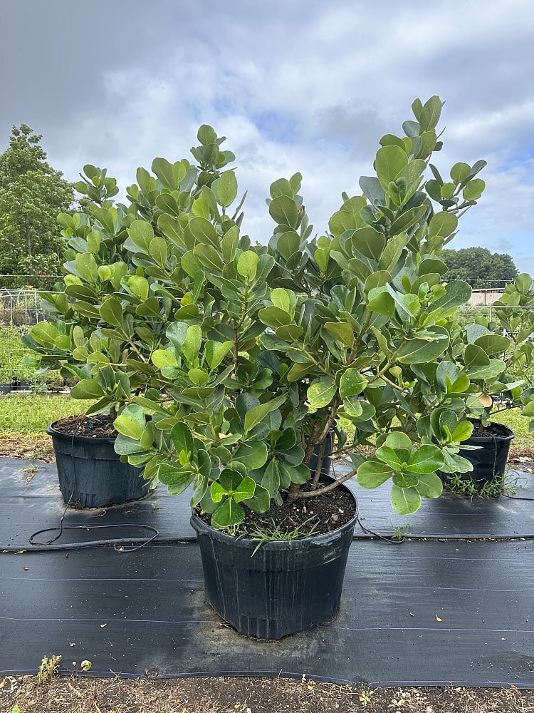 clusia-rosea-pitch-apple-autograph-tree