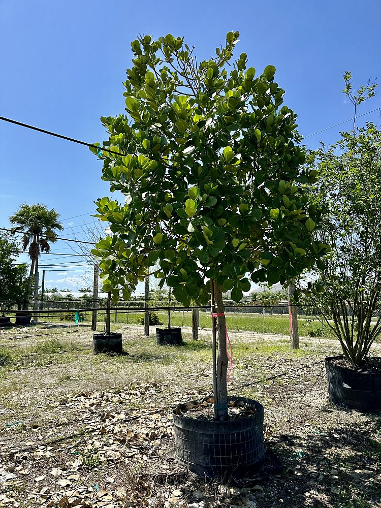 clusia-rosea-pitch-apple-autograph-tree