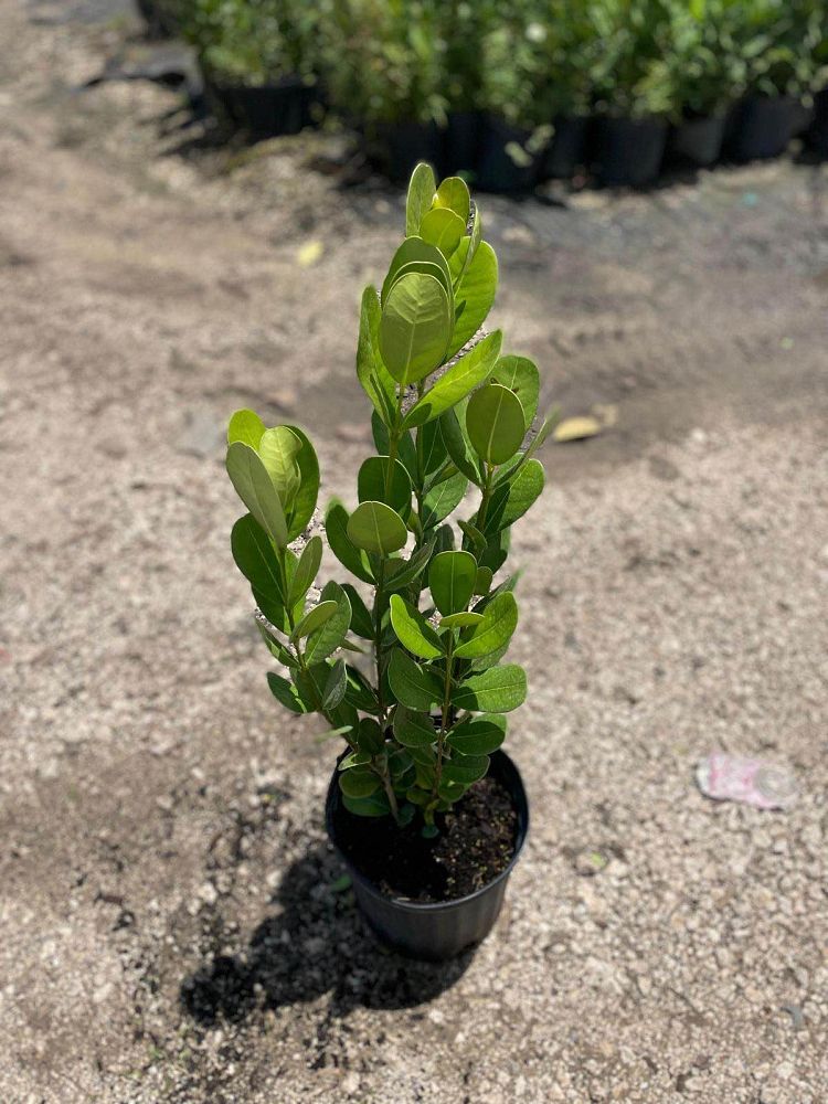 clusia-rosea-pitch-apple-autograph-tree
