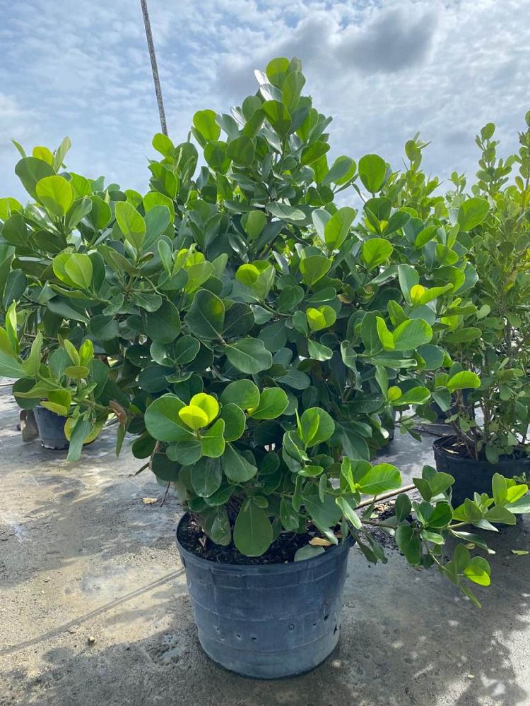clusia-rosea-pitch-apple-autograph-tree