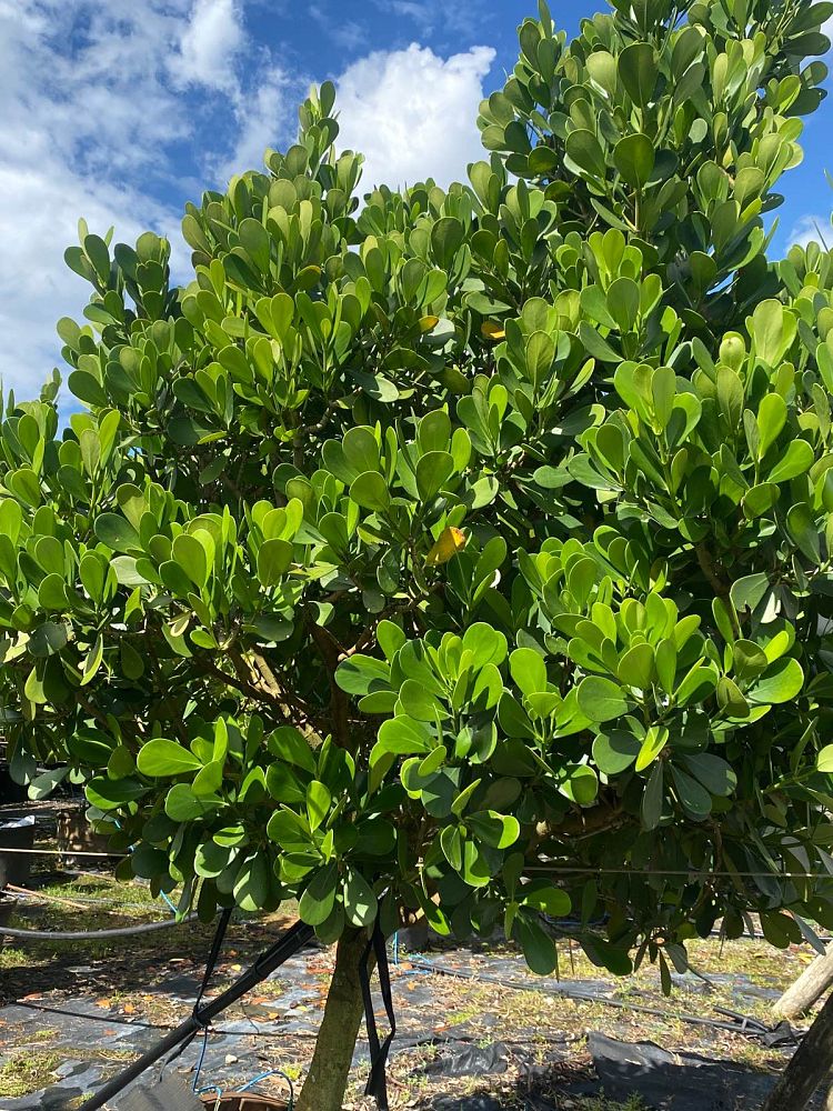 clusia-rosea-pitch-apple-autograph-tree