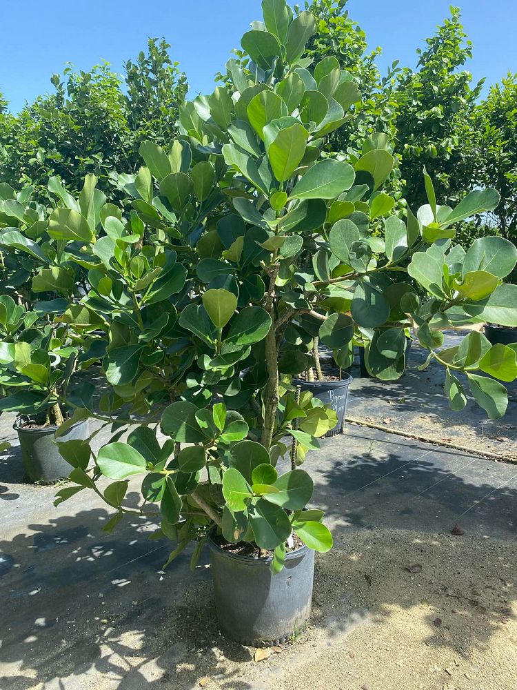 clusia-rosea-pitch-apple-autograph-tree