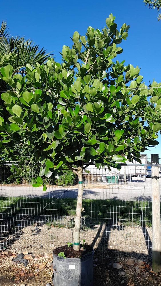 clusia-rosea-pitch-apple-autograph-tree