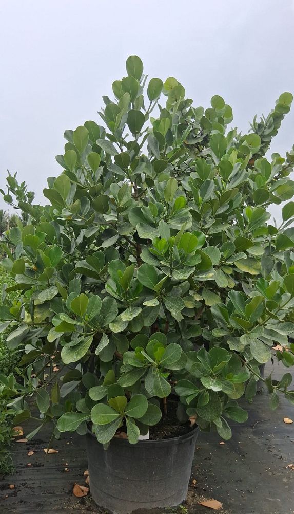 clusia-rosea-pitch-apple-autograph-tree