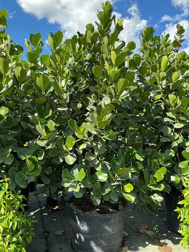 clusia-rosea-pitch-apple-autograph-tree