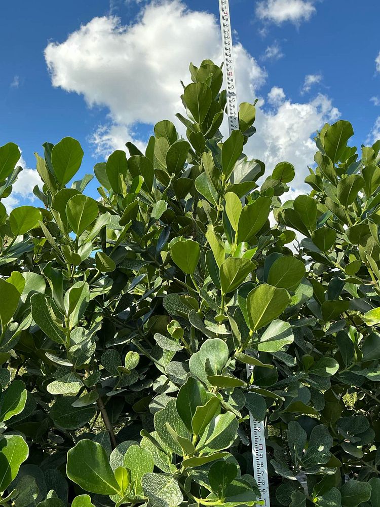 clusia-rosea-pitch-apple-autograph-tree