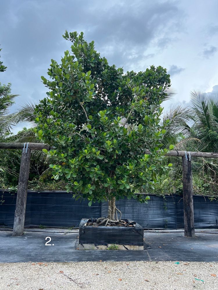 clusia-rosea-pitch-apple-autograph-tree