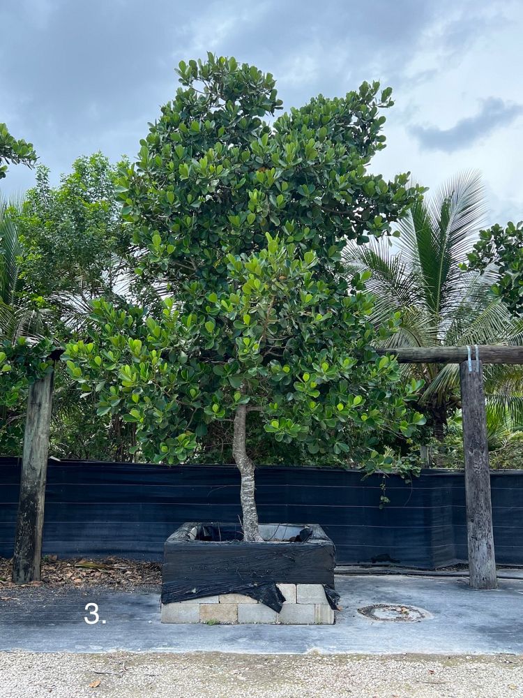 clusia-rosea-pitch-apple-autograph-tree