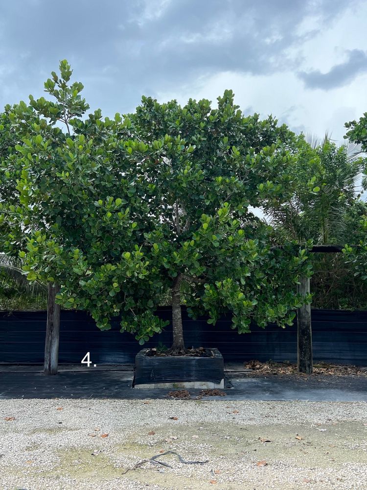 clusia-rosea-pitch-apple-autograph-tree