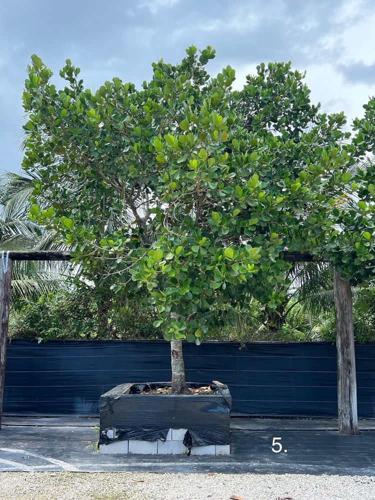 clusia-rosea-pitch-apple-autograph-tree