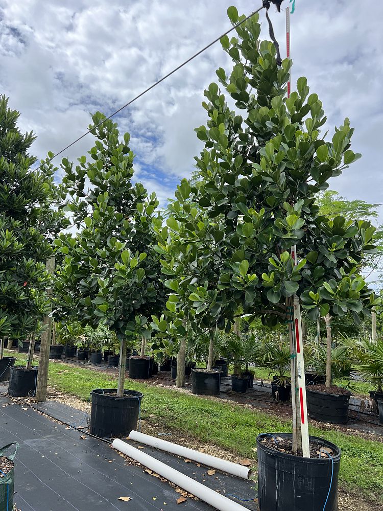 clusia-rosea-pitch-apple-autograph-tree