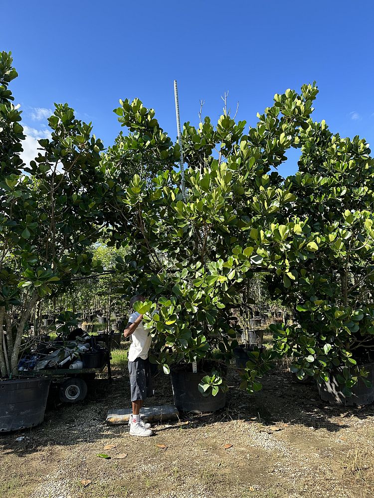 clusia-rosea-pitch-apple-autograph-tree