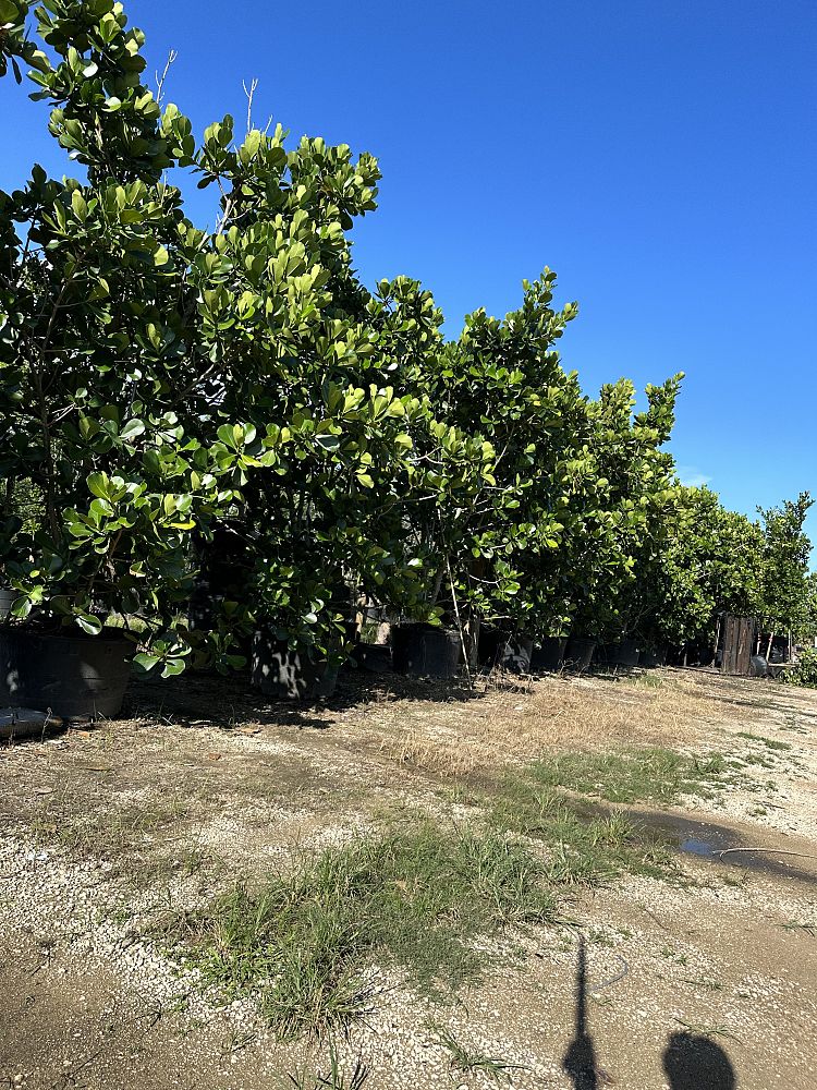 clusia-rosea-pitch-apple-autograph-tree