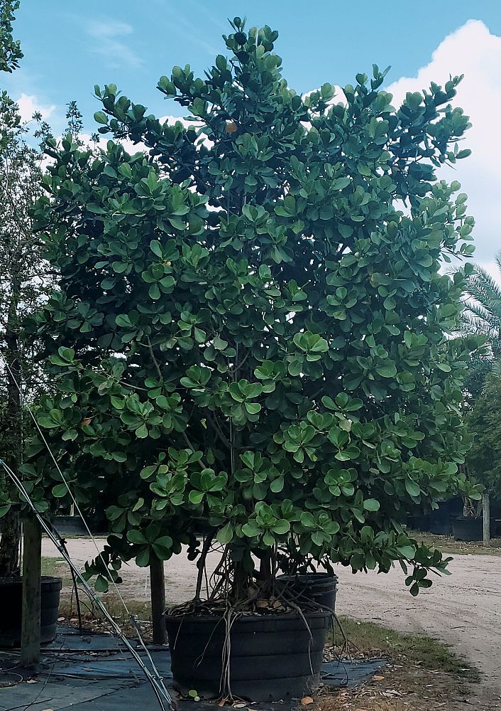 clusia-rosea-pitch-apple-autograph-tree