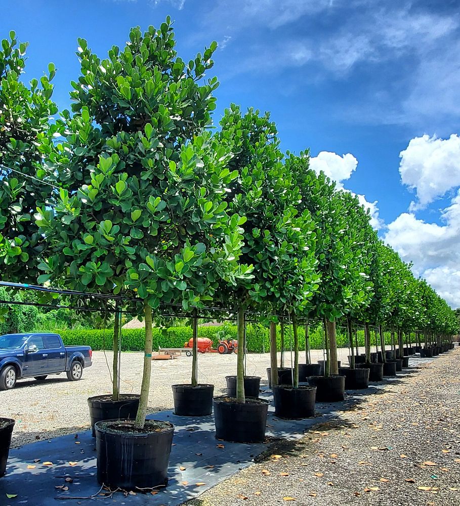 clusia-rosea-pitch-apple-autograph-tree