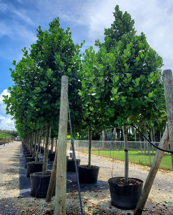 clusia-rosea-pitch-apple-autograph-tree