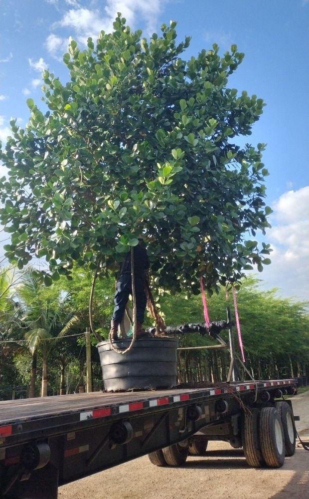 clusia-rosea-pitch-apple-autograph-tree