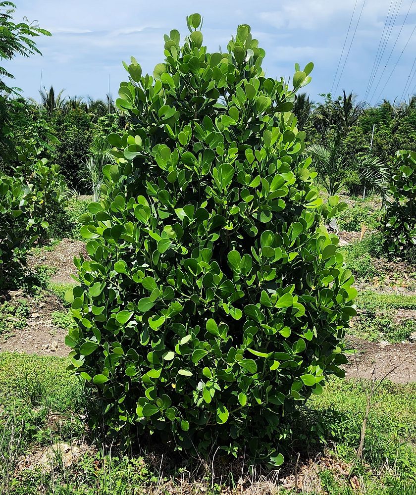 clusia-rosea-pitch-apple-autograph-tree