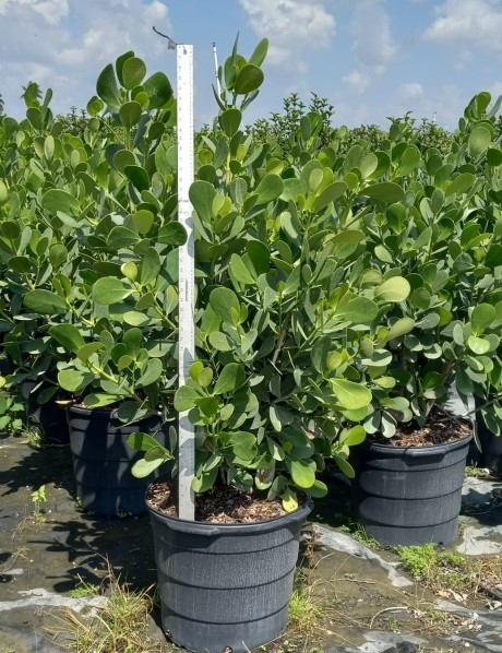 clusia-rosea-pitch-apple-autograph-tree