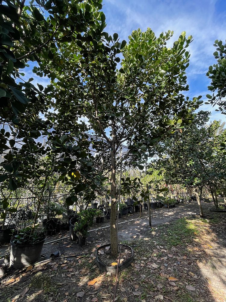 clusia-rosea-pitch-apple-autograph-tree