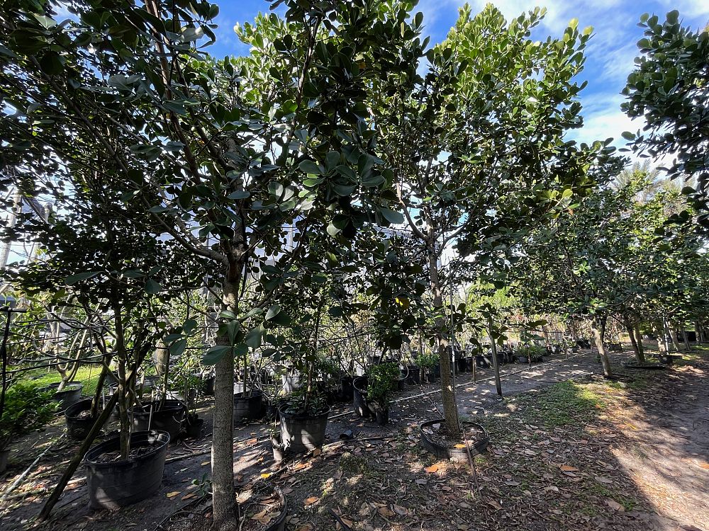 clusia-rosea-pitch-apple-autograph-tree