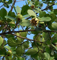 clusia-rosea-pitch-apple-autograph-tree
