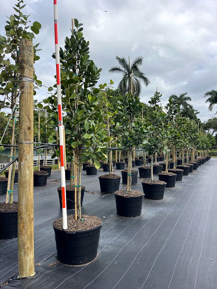 clusia-rosea-pitch-apple-autograph-tree